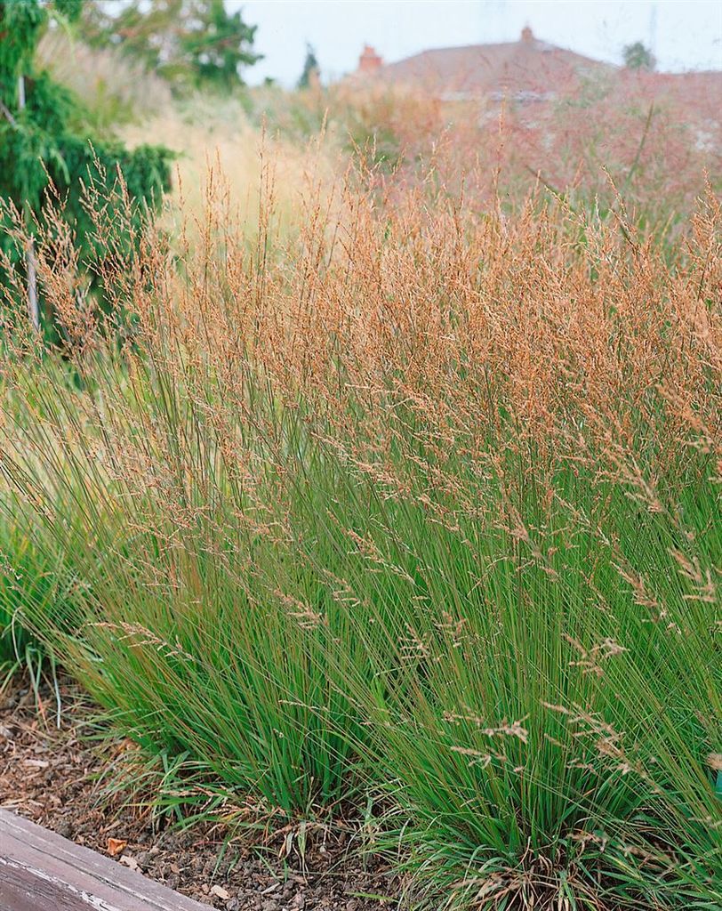 Molinia caerulea 'Heidezwerg', Moorgras, kompakt, 3-5 Liter Container