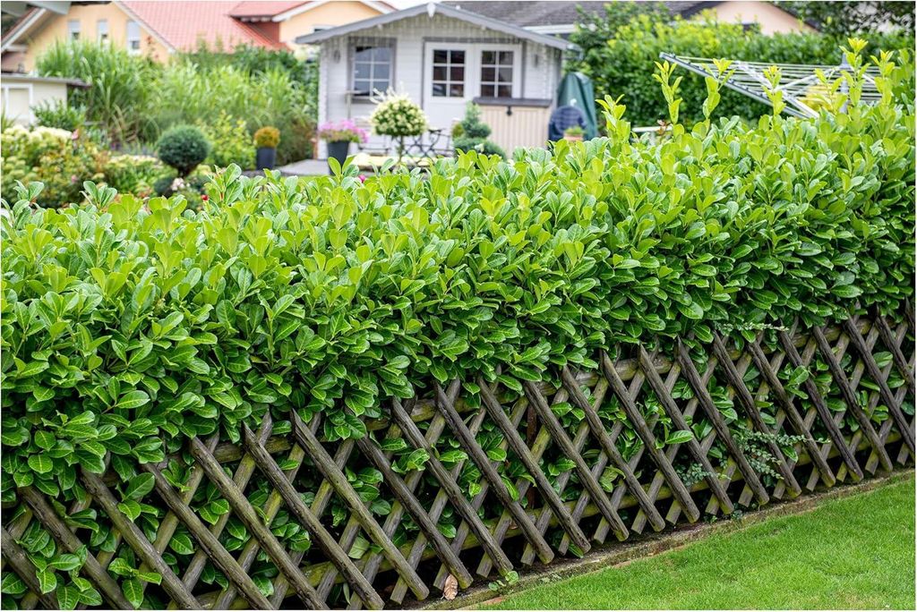 Stauden Gänge 10 x Prunus laurocerasus 'Rotundifolia' - Kirschlorbeer - Vielseitig, robust und immer ein Blickfang - Heckenpflanze - Immergrün