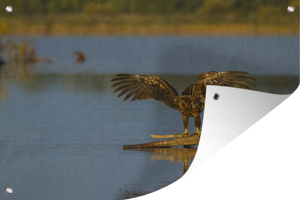 MuchoWow 60x40 cm Outdoor-Poster Gartendeko Sichtschutz Garten Poster für den Garten Europäischer Seeadler fliegt bei Sonnenuntergang auf die ...