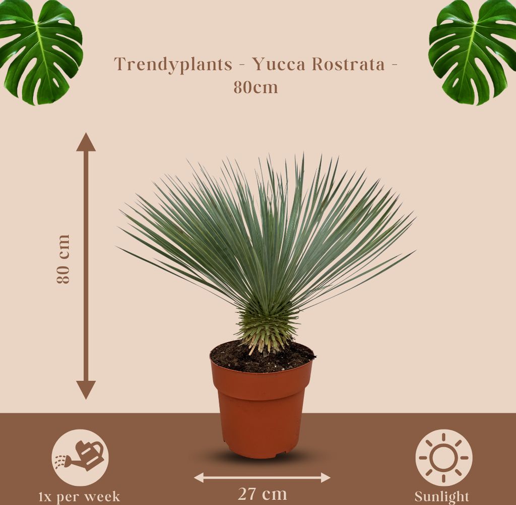 Trendyplants - Yucca Rostrata - Odolná - Záhradná rastlina Obrázok produktu 3