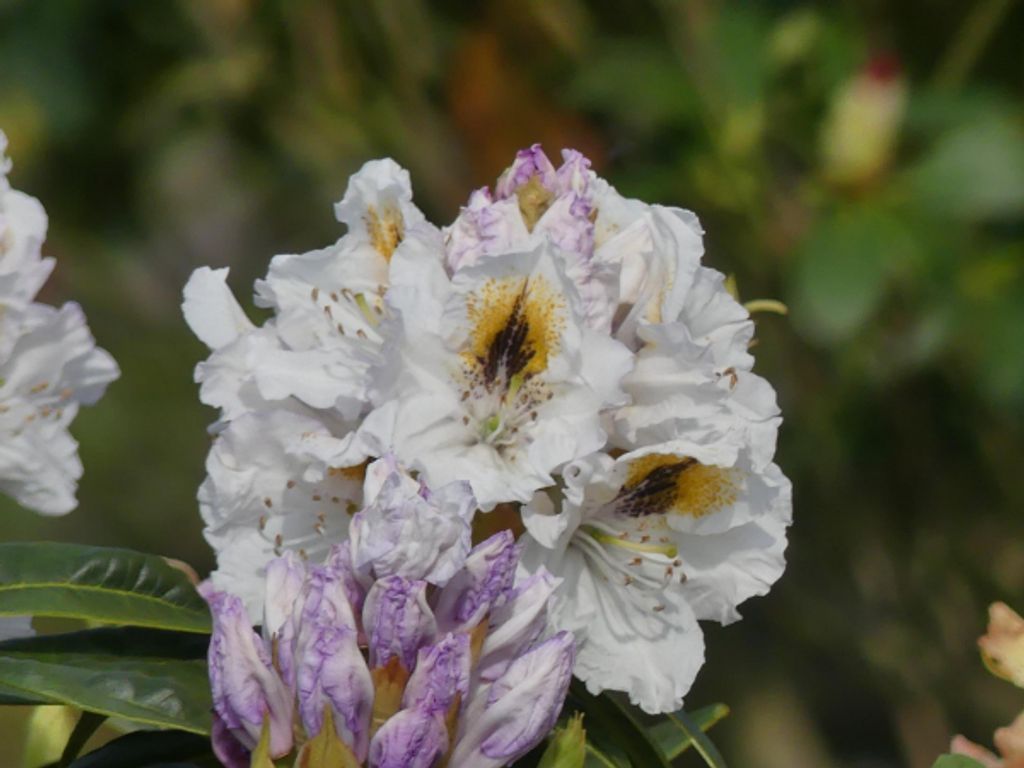 Rhododendron Hybride Kiwi - Großblumige Alpenrose 30 - 40 Produktbild 