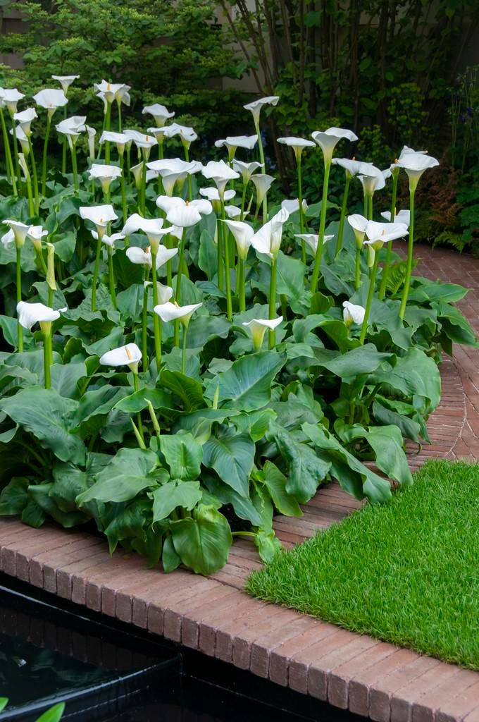 Zantedeschia Aethiopica, Calla, Teichpflanze, 10-20 cm, Produktbild 