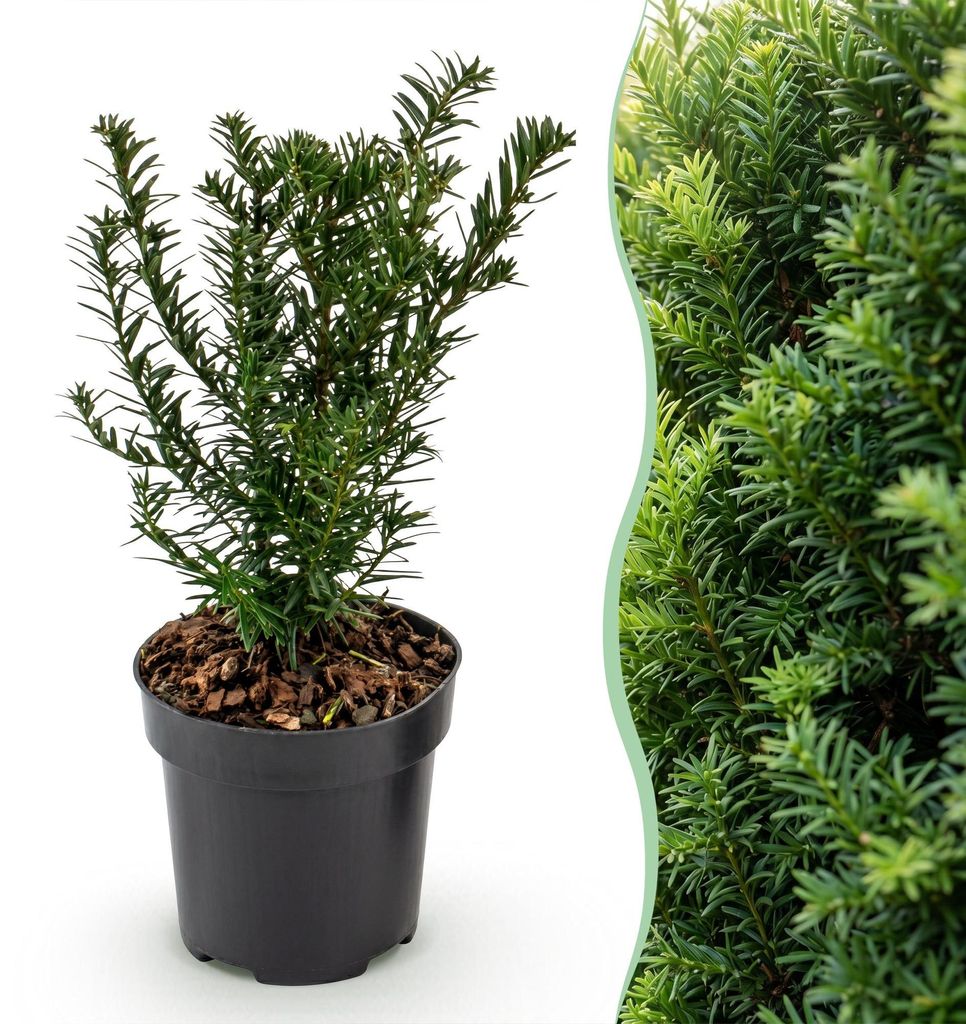 Green boutiQ - 16x Taxus baccata - Eibe - Heckenpflanzen - Produktbild 
