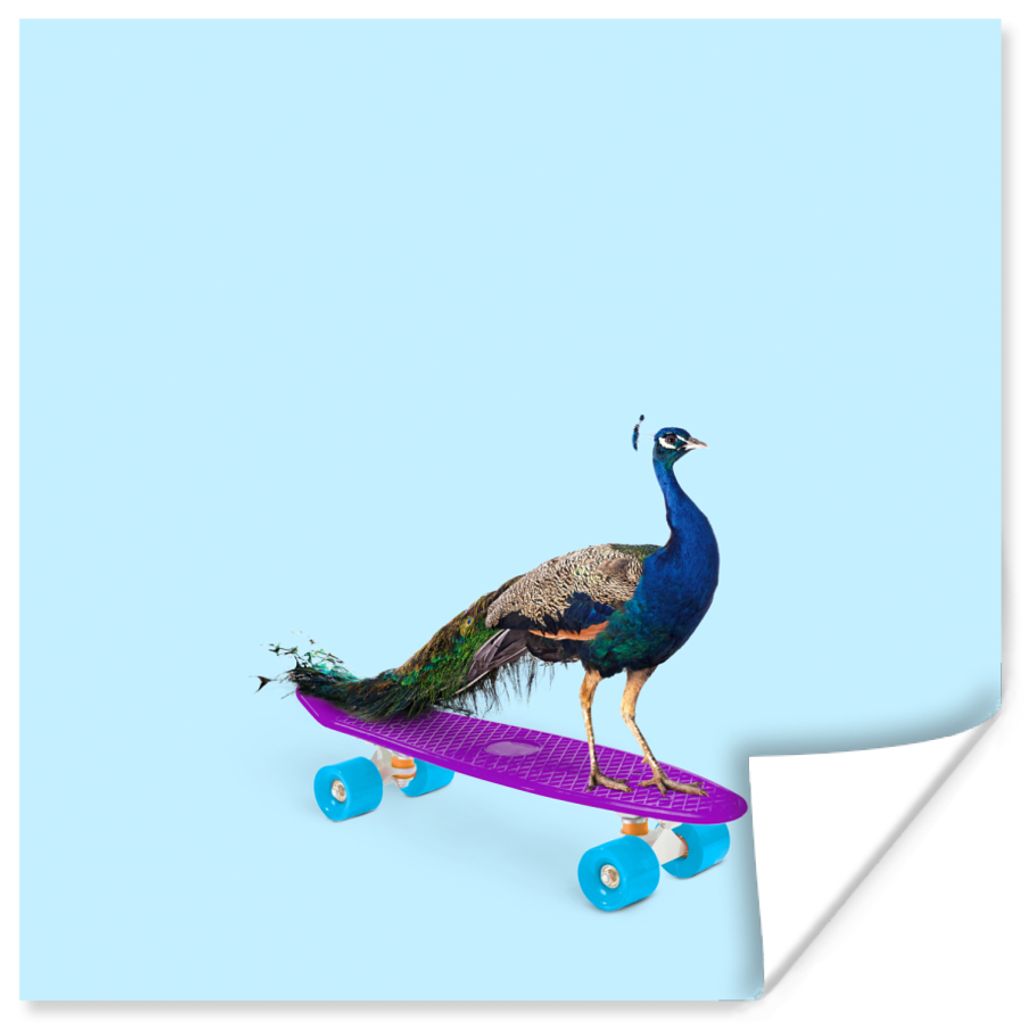 MuchoWow Poster Pfau - Blau - Skateboard - Tiere - Lustig 75x75 cm - Wand Dekoration
