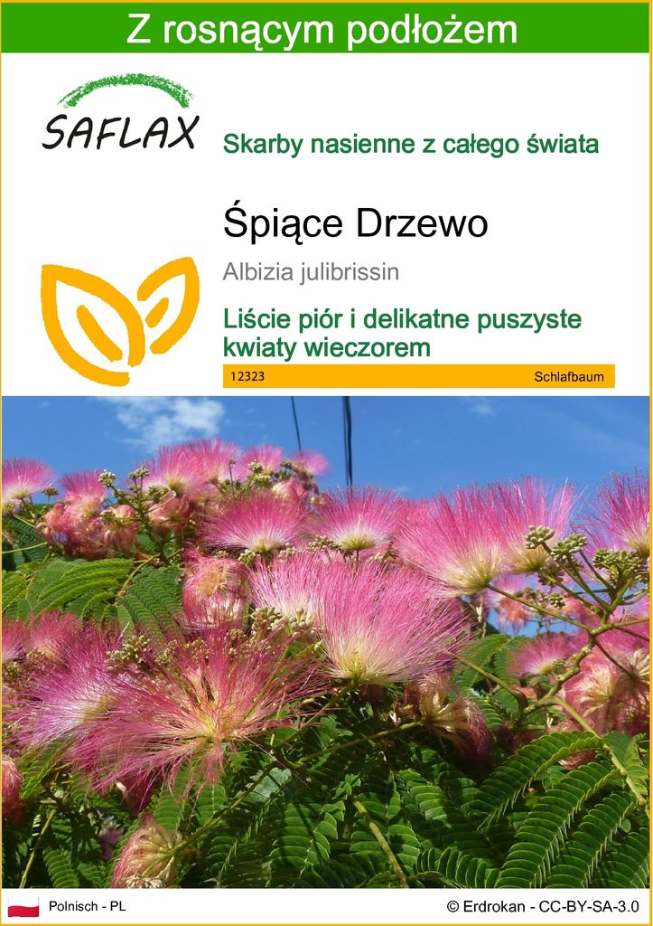 SAFLAX - Śpiące Drzewo - 50 Nasiona - Z podłożem uprawowym Zdjęcie produktu 