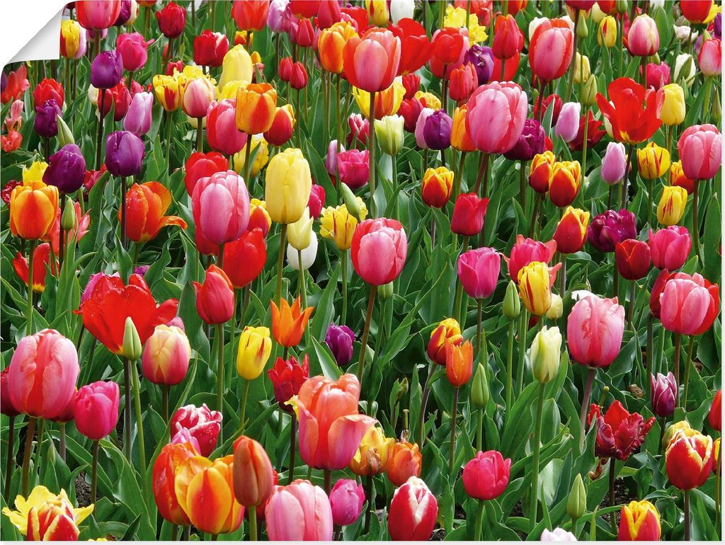 ARTland Poster Buntes Tulpenfeld Größe: 80x60 cm