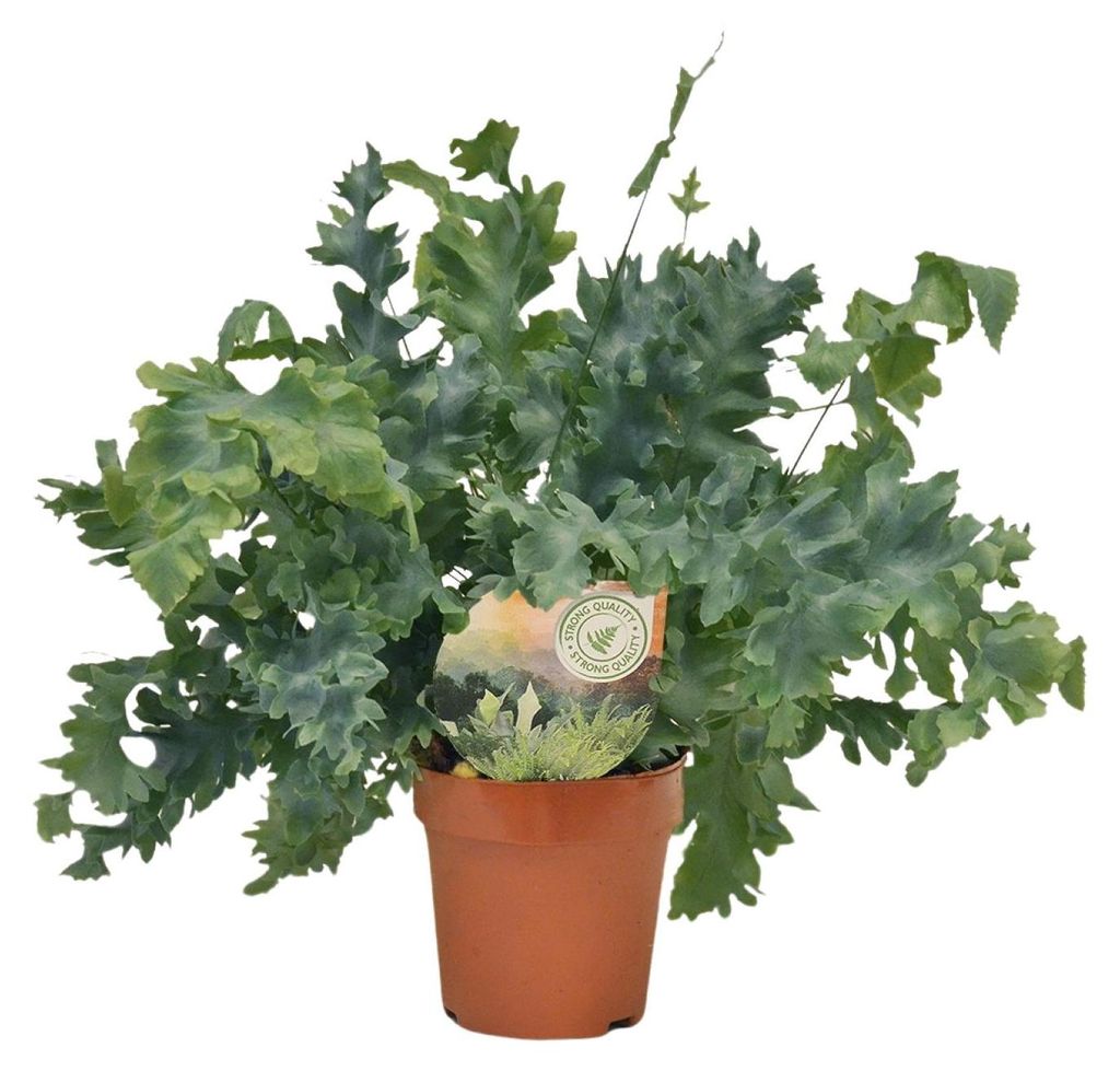 Phlebodium Davana - 25-35cm - Ø12cm - Zimmerpflanze - Immergrün