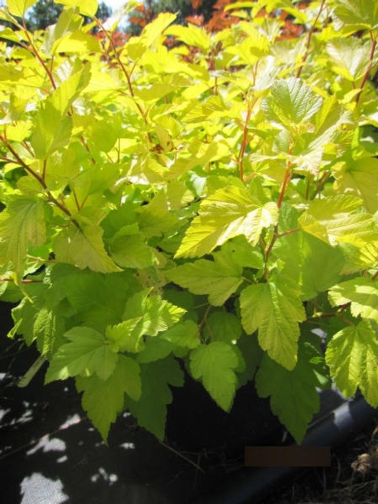 Physocarpus opulifolius Darts Gold - Gelbe Blasenspiere 40-60