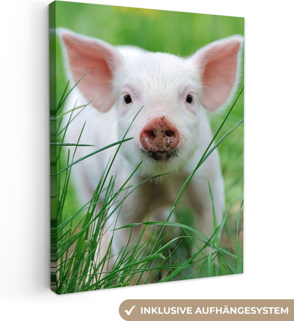 MuchoWow - Leinwandbilder - Schwein - Tiere - Groß, Wandbild, Wanddeko Bilder Wohnzimmer, 60x80 cm