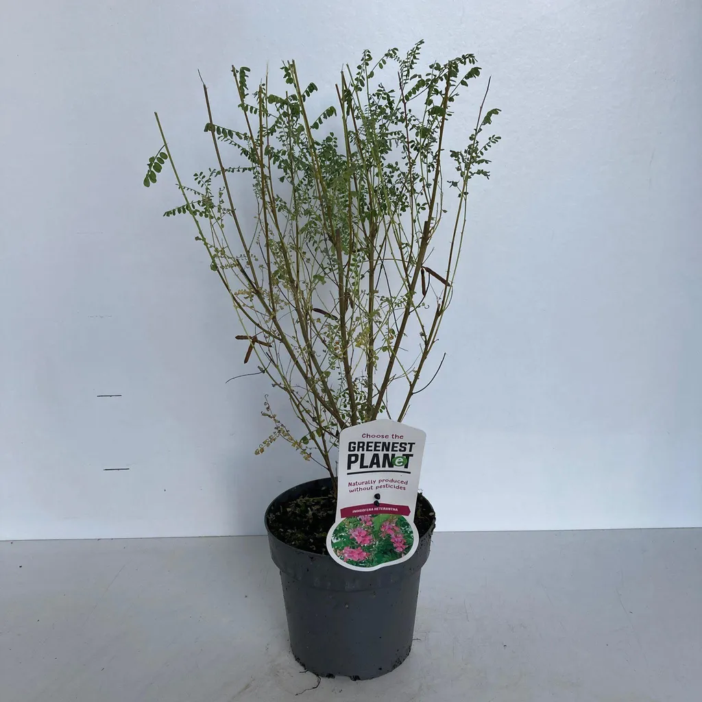 Arbuste à fleurs Indigo de l'Himalaya Indigofera heterantha pot 40-50cm
