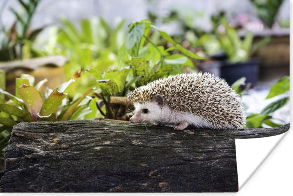 MuchoWow Poster Igel läuft auf Baumstamm 120x80 cm - Bilder