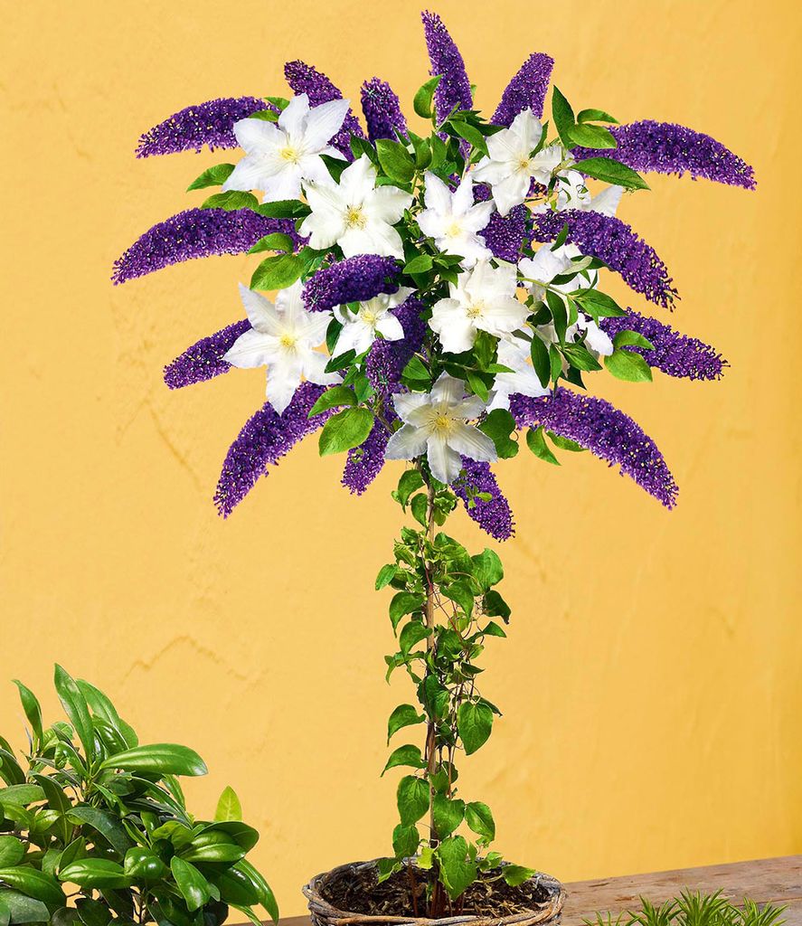 BALDUR Garten 2er Buddleia-Stämmchen mit Clematis, Pflanzen im Topf, 1x Sommerfliederstämmchen und 1x Clematis winterhart, bienenfreundlich und s...