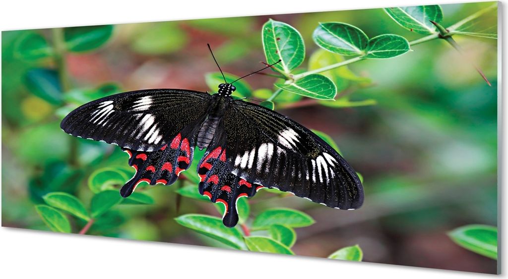 Glasbilder 125x50 Wandkunst Blätter bunter Schmetterling