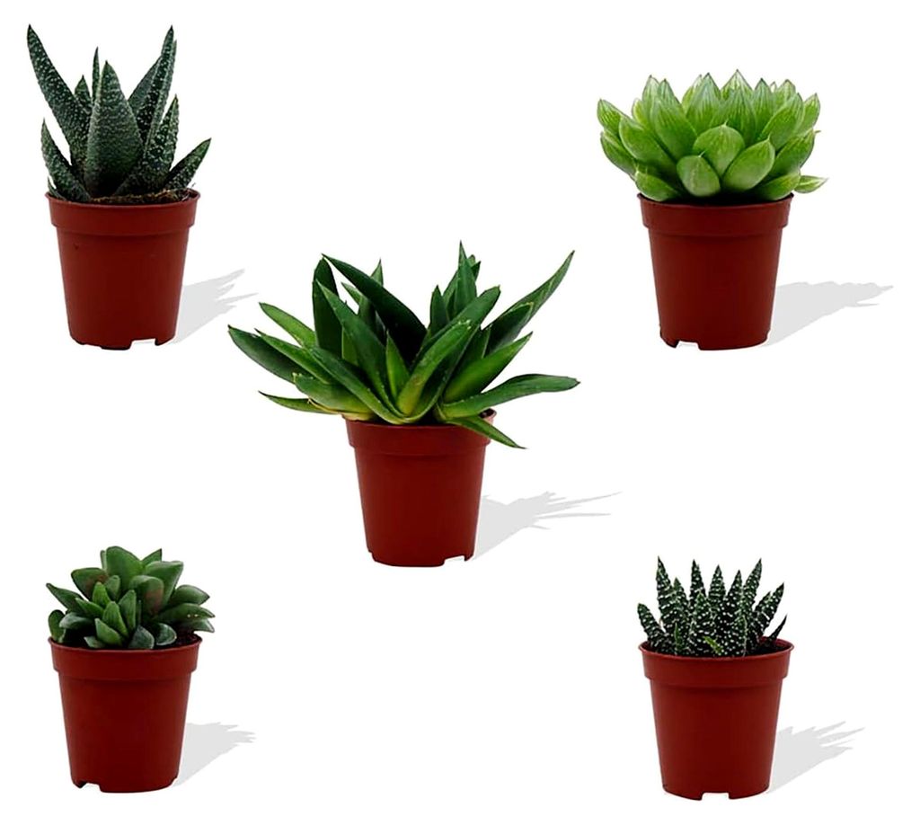 Haworthia Mix 5 Stück Verschiedene Mini-Sukkulenten - Topf 5,5 cm - Asphodeloideae Sukkulenten Kleine Pflanzen Sammlung Pflegeleichte Zimmerpflanz...