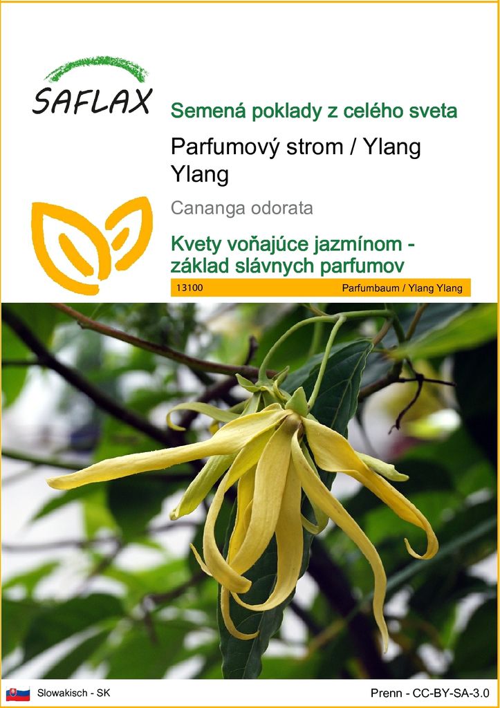 SAFLAX - Parfumový strom / Ylang Ylang - Cananga odorata - Obrázok produktu 