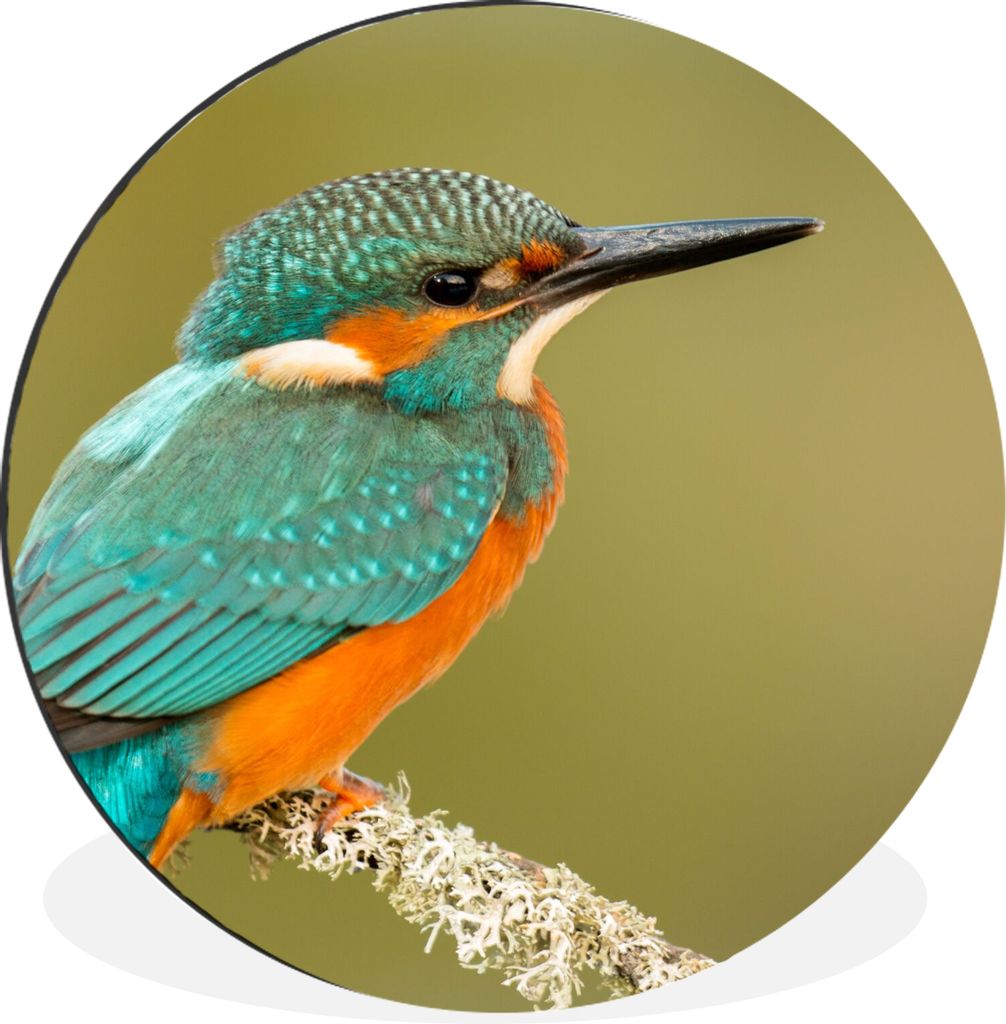 MuchoWow Aluminium Wandkreis Eisvogel - Tiere - Vogel Ø 90 cm Wanddeko Modern Wohnzimmer - Mauerkreis - Wandbilder - Runde Bild - Bild aus Alumi...