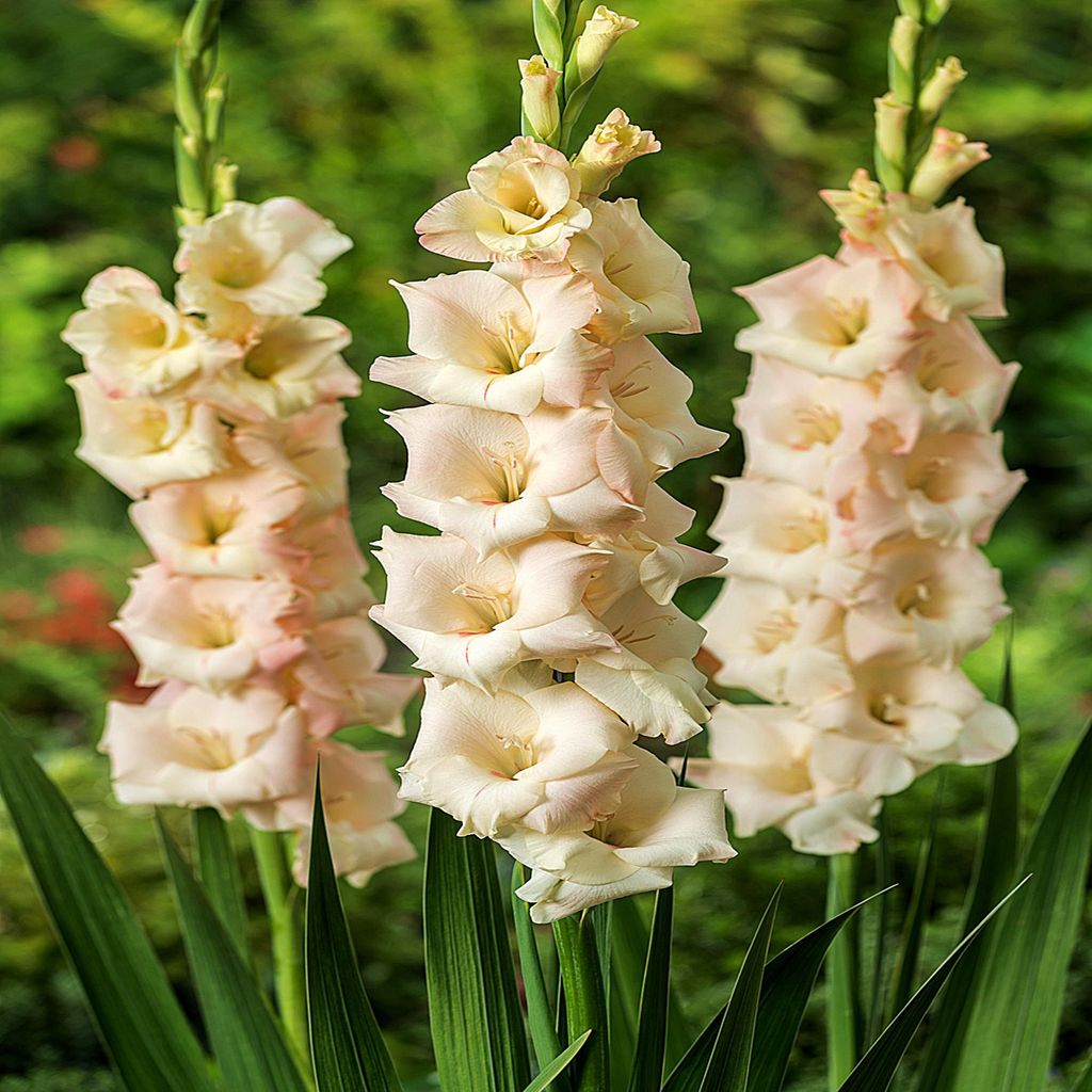 Gladiole Gladiolus Schwertblume Sommerblühende Siegwurze Cream 10 St.