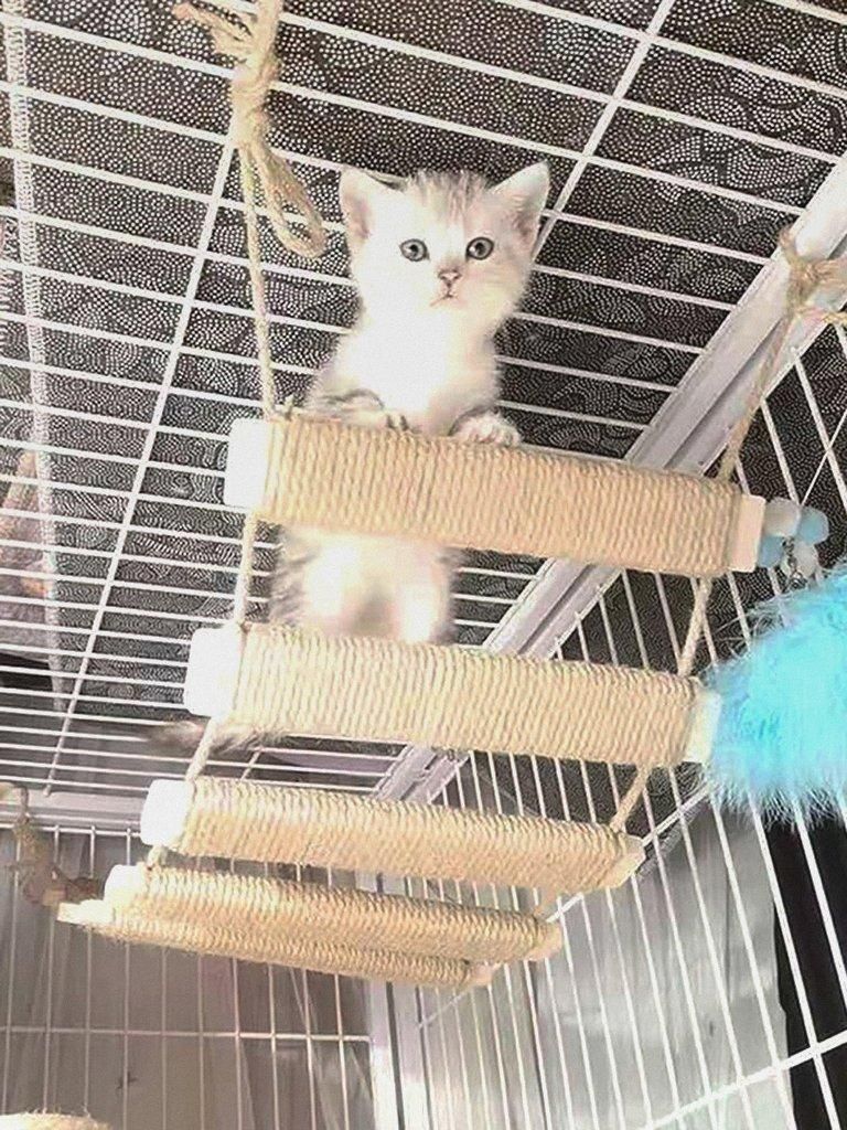 Katzenklettergerüst Outdoor Katzenbaum Wand Kletterbrücke Kletterseil Leiter für Katze Haustiere Klettergerüst für Wand Katzenwand Möbel Seil...