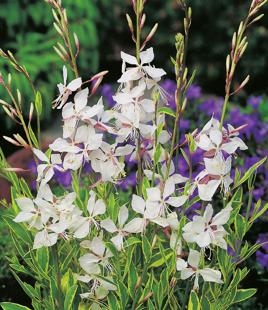 BALDUR Garten 2x Prachtkerze - Gaura 'Weiß', Pflanzen im 9x9 cm-Topf, winterharter Blickfang, Blüten in Schmetterlingsoptik, pflegeleicht, ideal ...