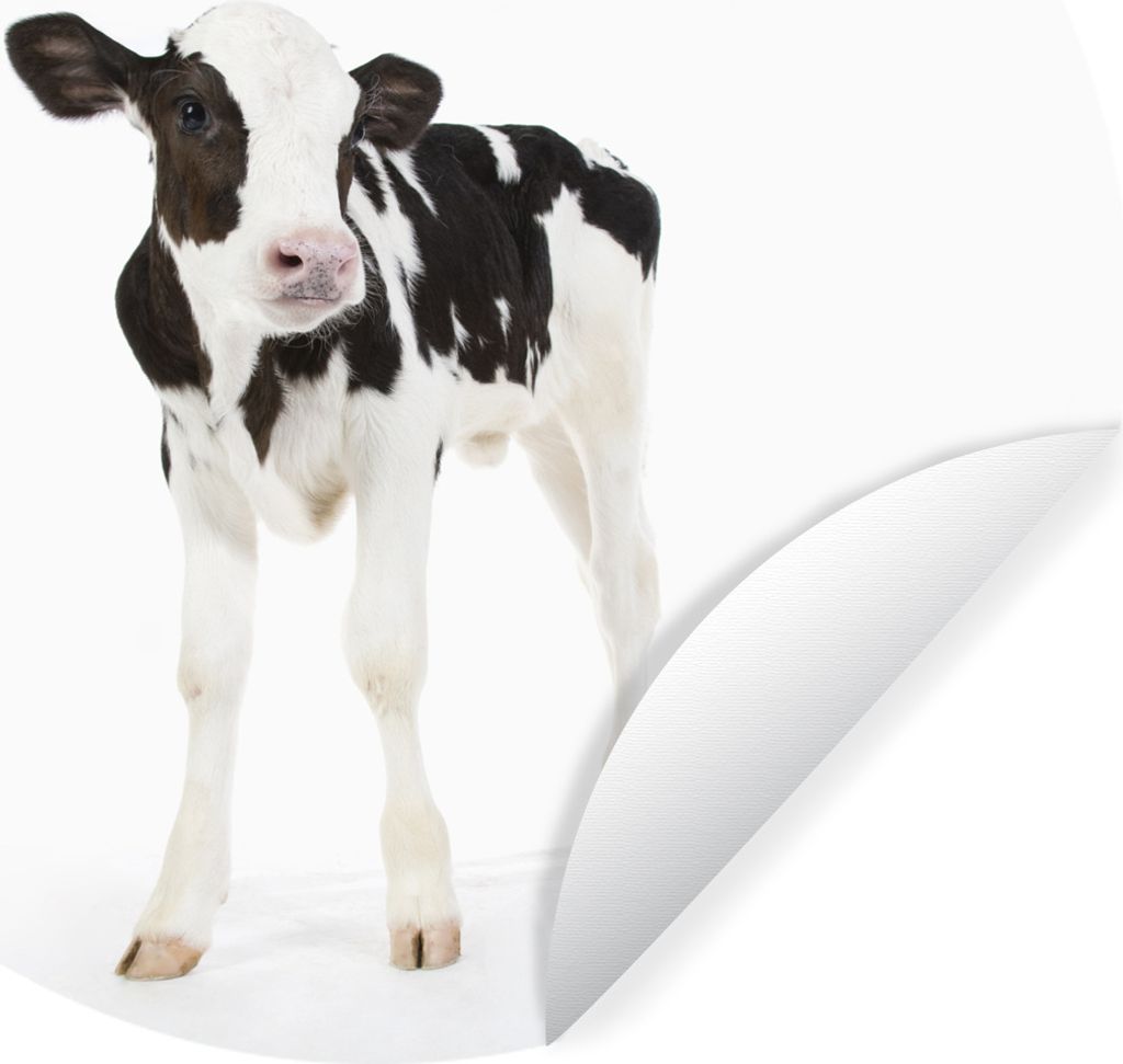 MuchoWow Runde Wandtattoo - Wandsticker Tapete Aufkleber Kuh - Kalb - Weiß - Tiere Ø 80 cm Selbstklebend und Repositionierbar - Wandaufkleber -...