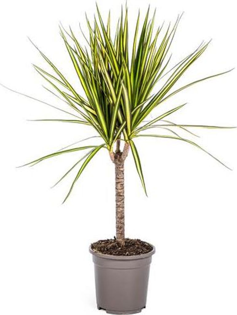 Dracaena Marginata Sunray Drachenbaum Ø17cm 60-80cm Produktbild 