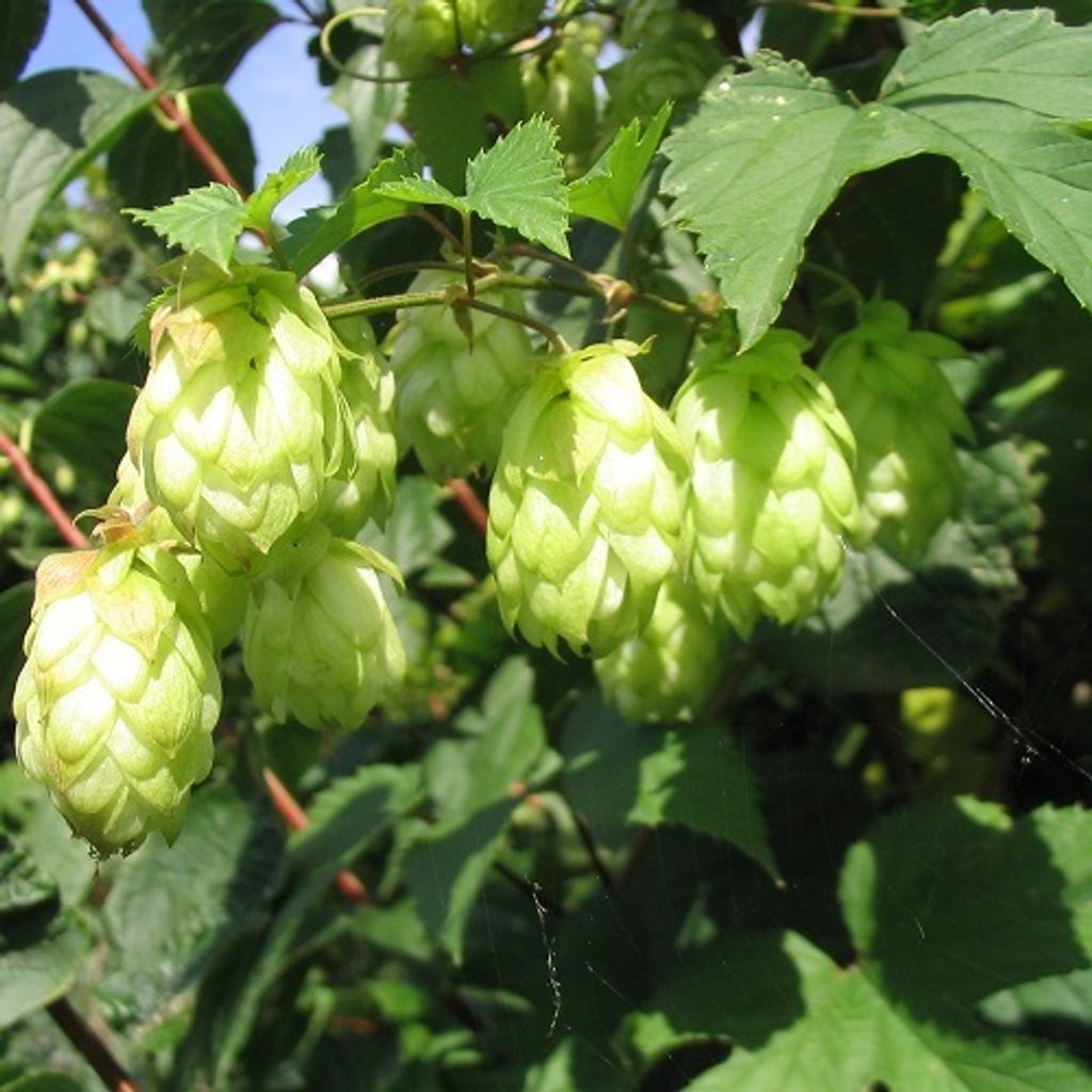 2 x Luppolo - set di 2 Humulus lupulus (femmina - luppolo Immagine del prodotto 