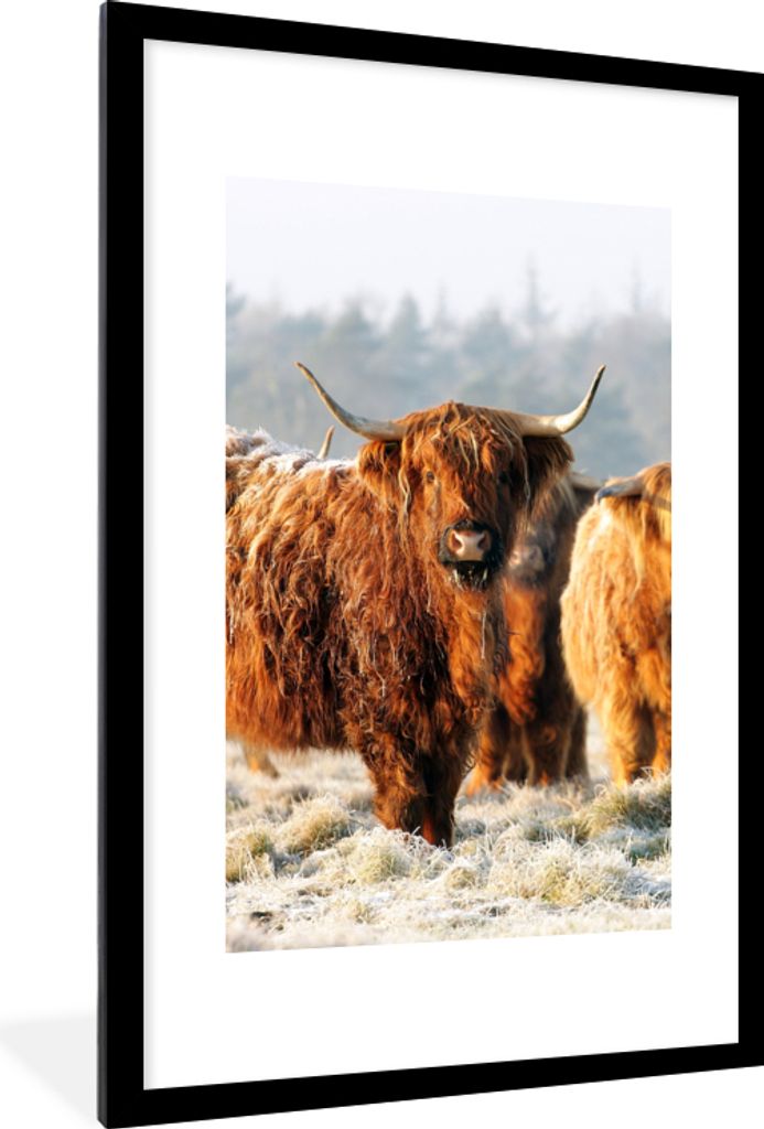 MuchoWow Gerahmtes Poster Schottische Highlander - Schnee - Wald 60x90 cm - Poster mit Schwarzem Bilderrahmen Wandposter Rahmen Foto Bilder - Dek...