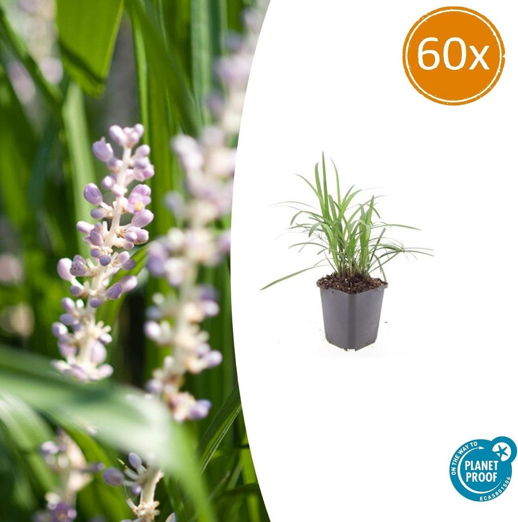 Liriope muscari 'Monroe White' – 9-cm-Pflanzkübel – Set mit 60 Pflanzen