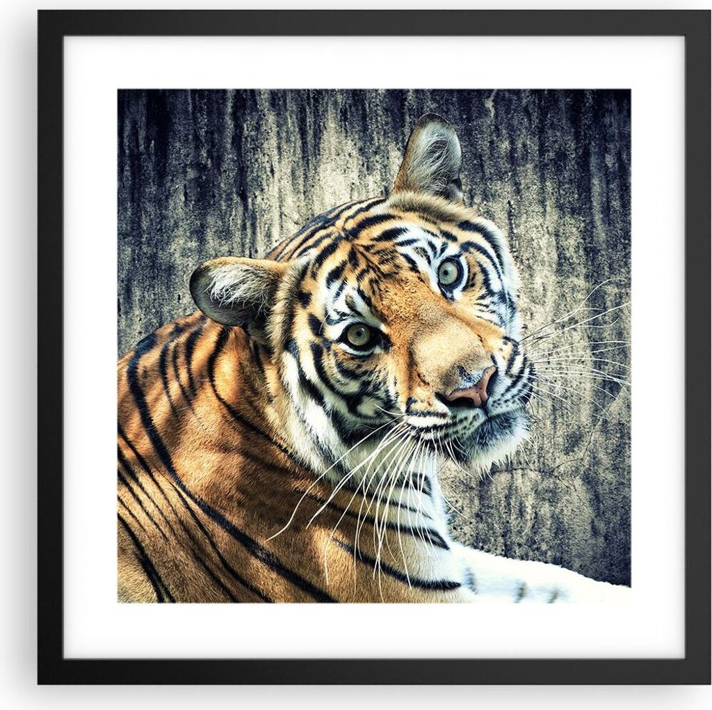 Gerahmtes Poster - Schwarzer Rahmen - Indien stein tiger wild - 40x40 cm - Wand Bild - Wanddeko - Wandbilder - Wandposter - Bilderrahmen - Bilder -...