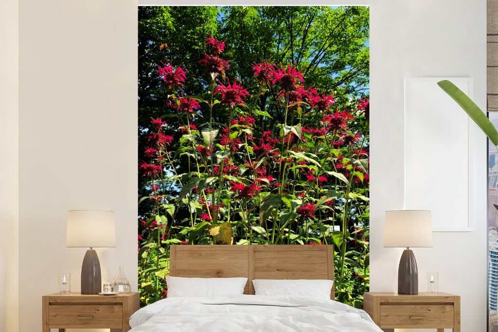 MuchoWow Fototapete für Wohnzimmer oder Schlafzimmer Wandtapete Vinyl Motivtapete Eine rote Bergamottepflanze im Frühling - 155x240 cm - Tapete