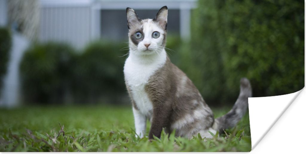 MuchoWow Poster Katze - Siamese - Gras - Mädchen - Kinder - Jungen - Kind 80x40 cm - Wanddeko