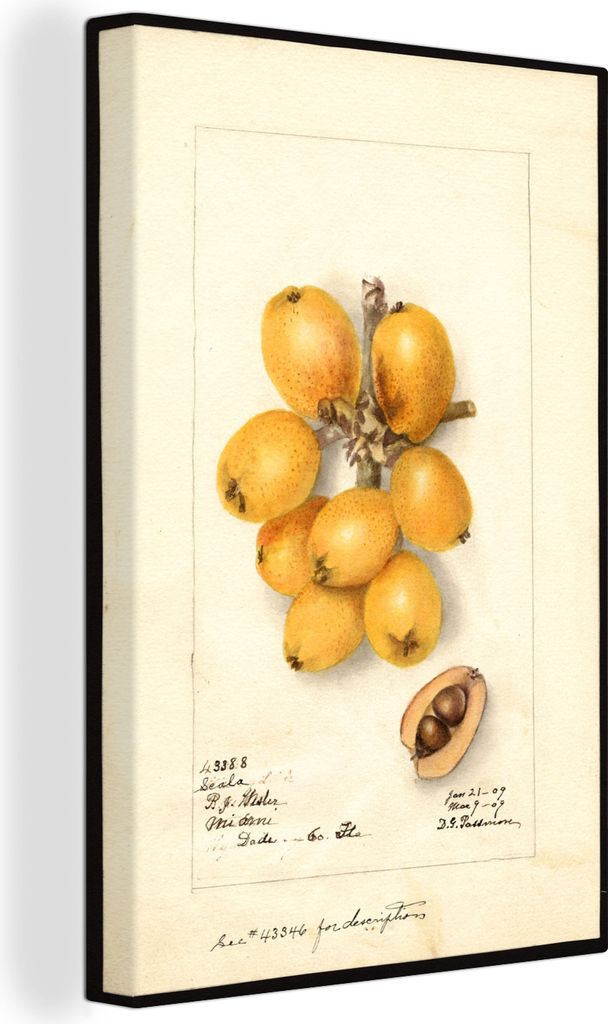 OneMillionCanvasses - Leinwandbilder - 90x140 cm, Eriobotrya japonica, Scala loquat - Gemälde von Deborah Griscom Passmore, Wandbilder Kunstdruc...