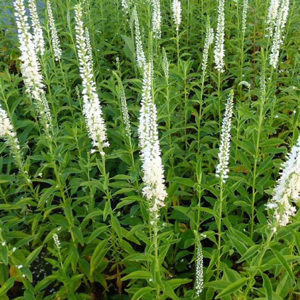 6 x Ehrenpreis - Veronica longifolia 'Schneeriesin' | Topf 9cm x 9cm
