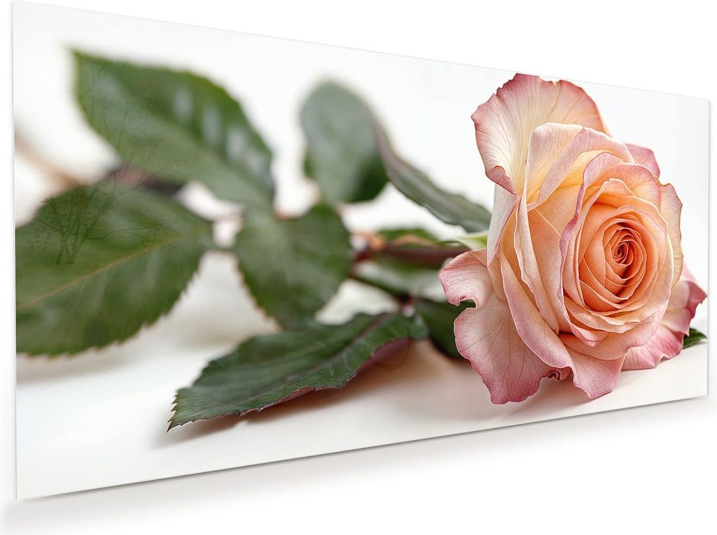 Glasbild 80x40cm in XXL für Wohnzimmer, Schlafzimmer Motiv Elegante Rose Blüte