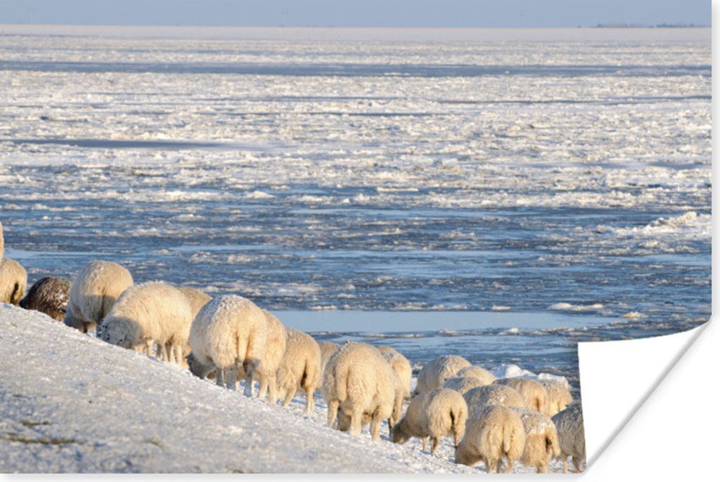 MuchoWow Poster Schafe - Watteninseln - Meer 120x80 cm - Bilder