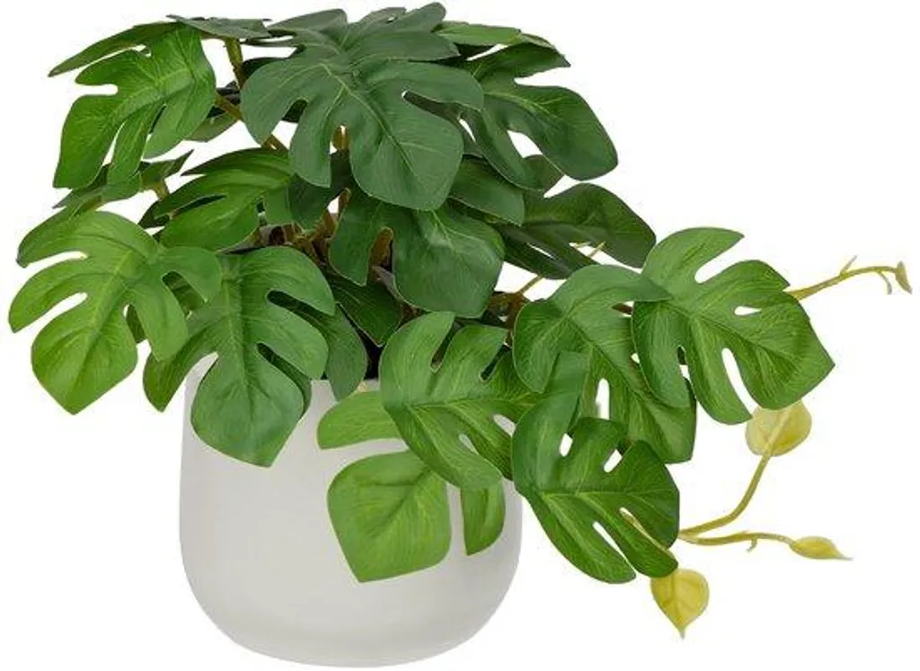 Mini-plante Monstera sans entretien pour pièce sans lumière