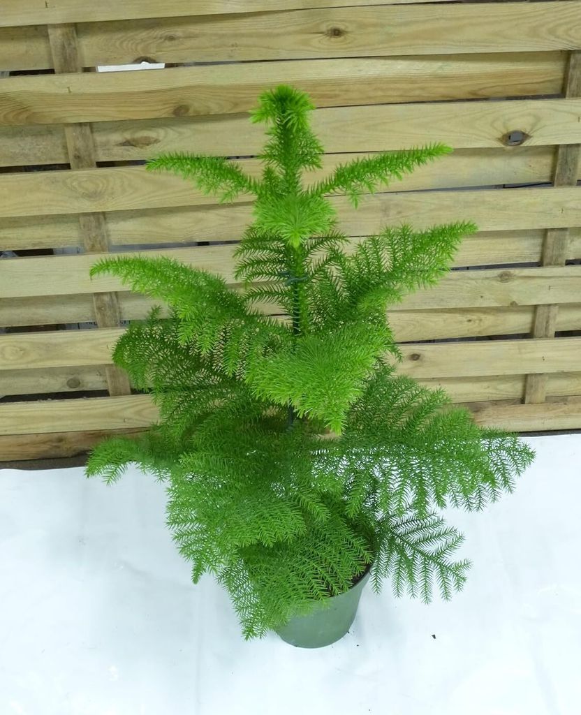 [Palmenlager] Araucaria heterophyla 80-100 cm / Zimmertanne Produktbild 