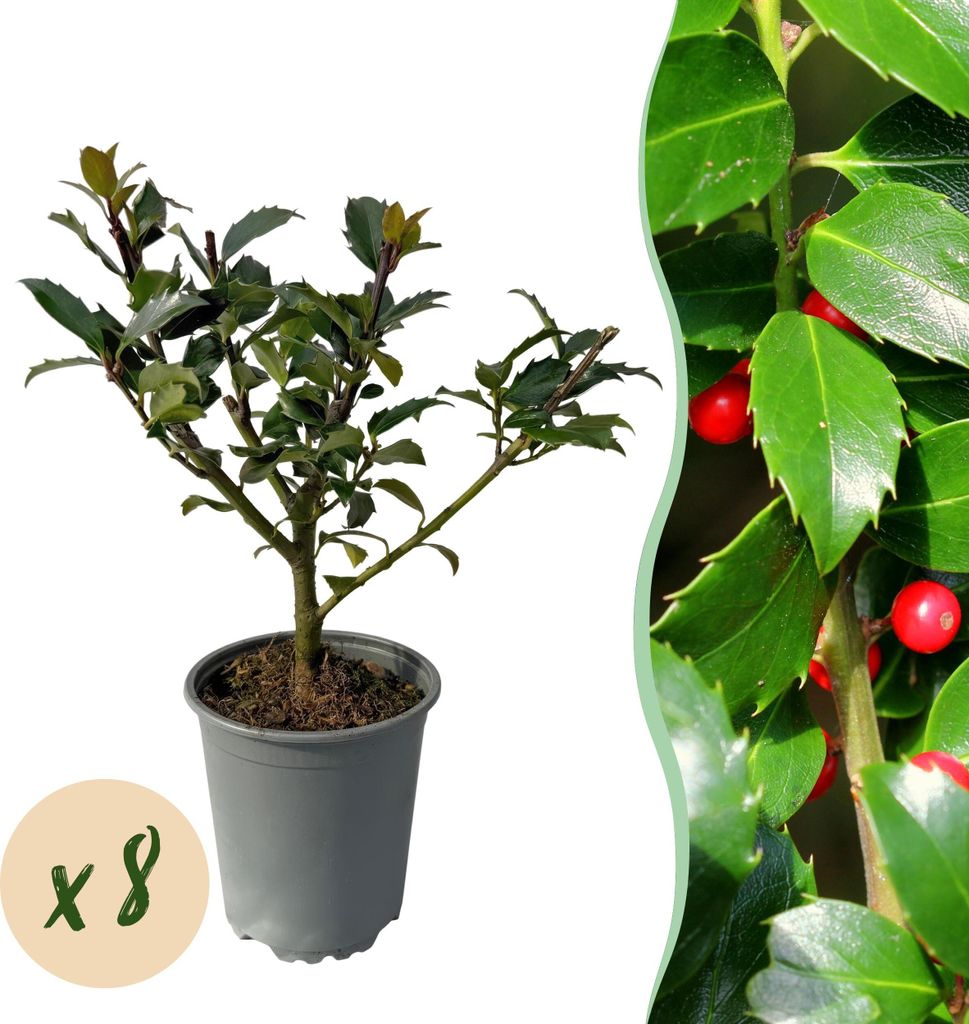 GreenboutiQ - Heckenpflanzen - Ilex Blue maid - Blatt grün - 8 Pflanzen - 1 laufender Meter - immergrün - Topf 9cm Höhe 25-30cm