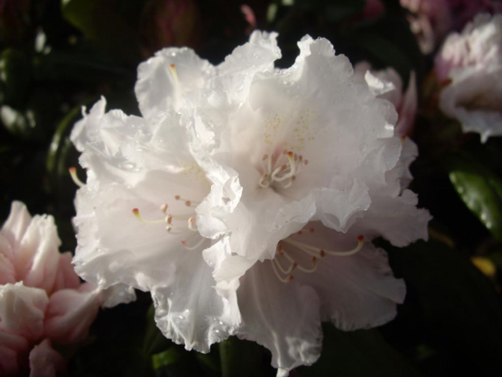 Ball-Rhododendron Falling Snow - Rhododendron yakushimanum Falling Snow - 30-40cm