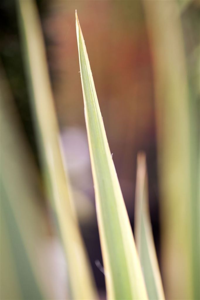 Yucca filamentosa 'Bright Edge', Palmlilie, gelb-grün, ca. 11x11 cm Topf