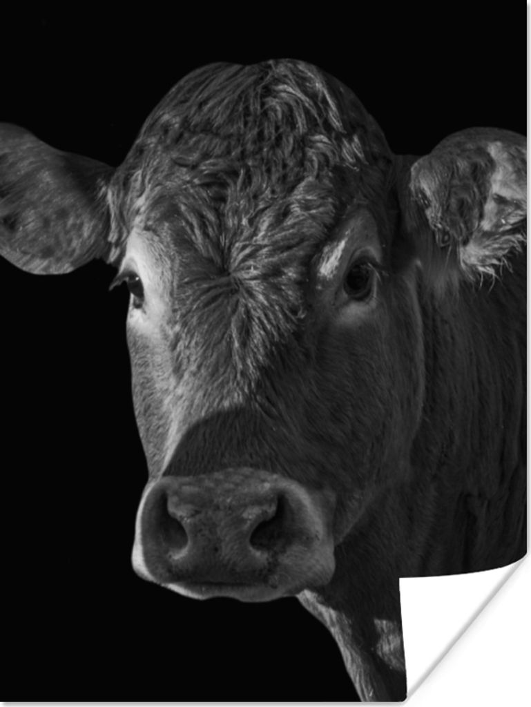 MuchoWow Poster Kuh - Tiere - Schwarz - Weiß - Porträt 120x160 cm - Wandbilder