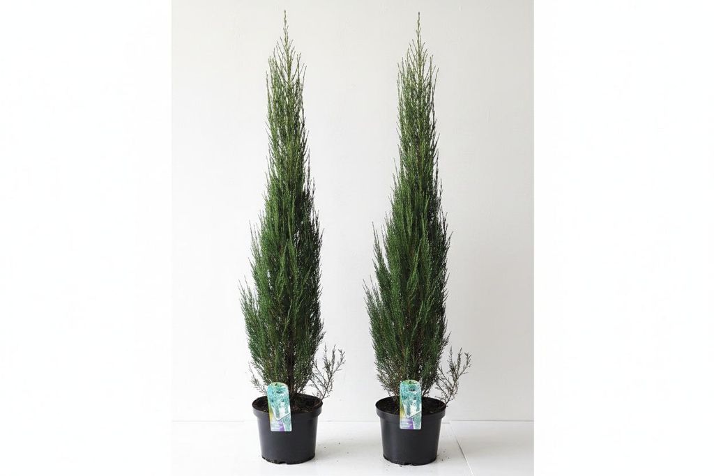 2 Blaue Raketenwacholder 100-120 cm – Juniperus Blue Arrow Produktbild 