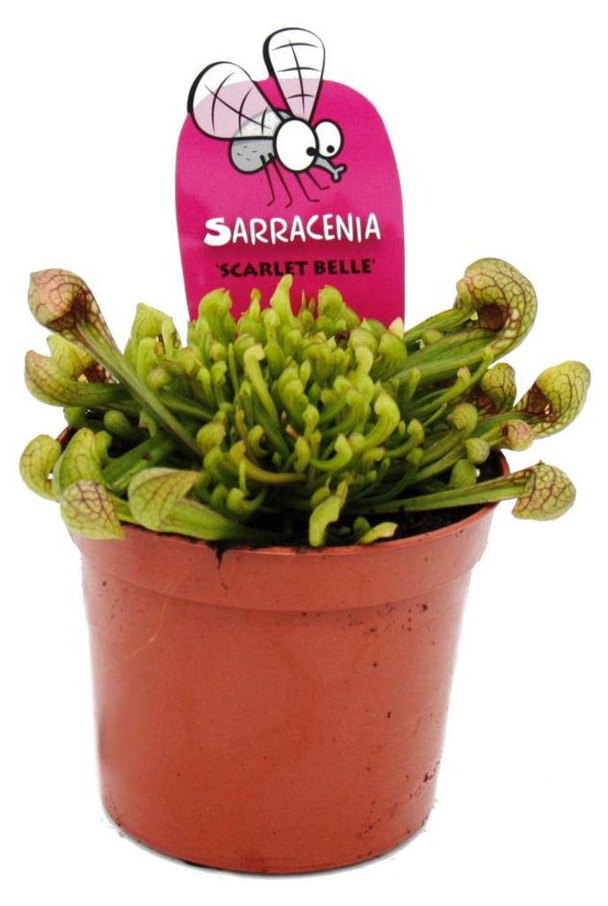 Schlauchpflanze - Sarracenia psittacina Hybr. "Scarlett Produktbild 
