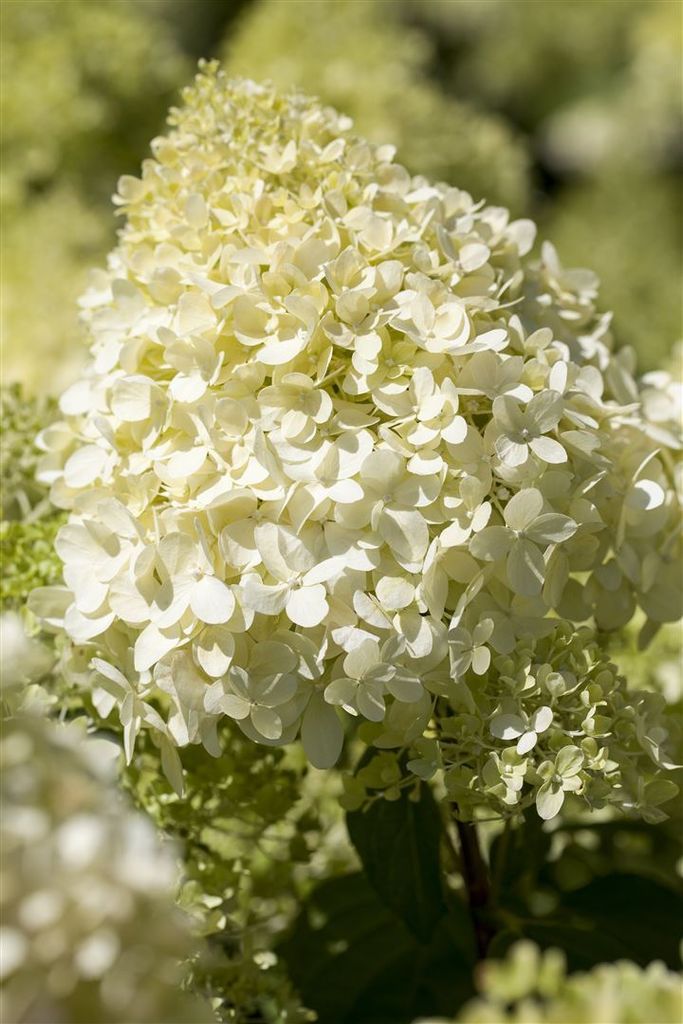 Hydrangea paniculata 'Bobo', Rispenhortensie, weiß, 40–60 cm