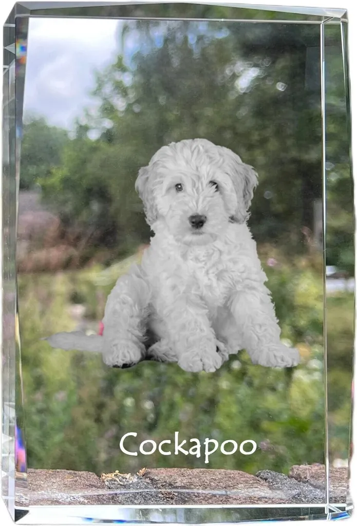 Cane Di Cocker Spaniel Di Inglese Ed Ornamento Di Natale Immagine Stock