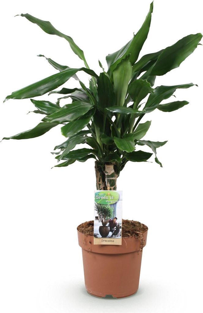 Dracaena fragrans Steudneri – 50-55cm – 17cm – Pflegeleichter Drachenbaum – Grüne Zimmerpflanze für Wohnzimmer, Büro & Schlafzimmer – ...