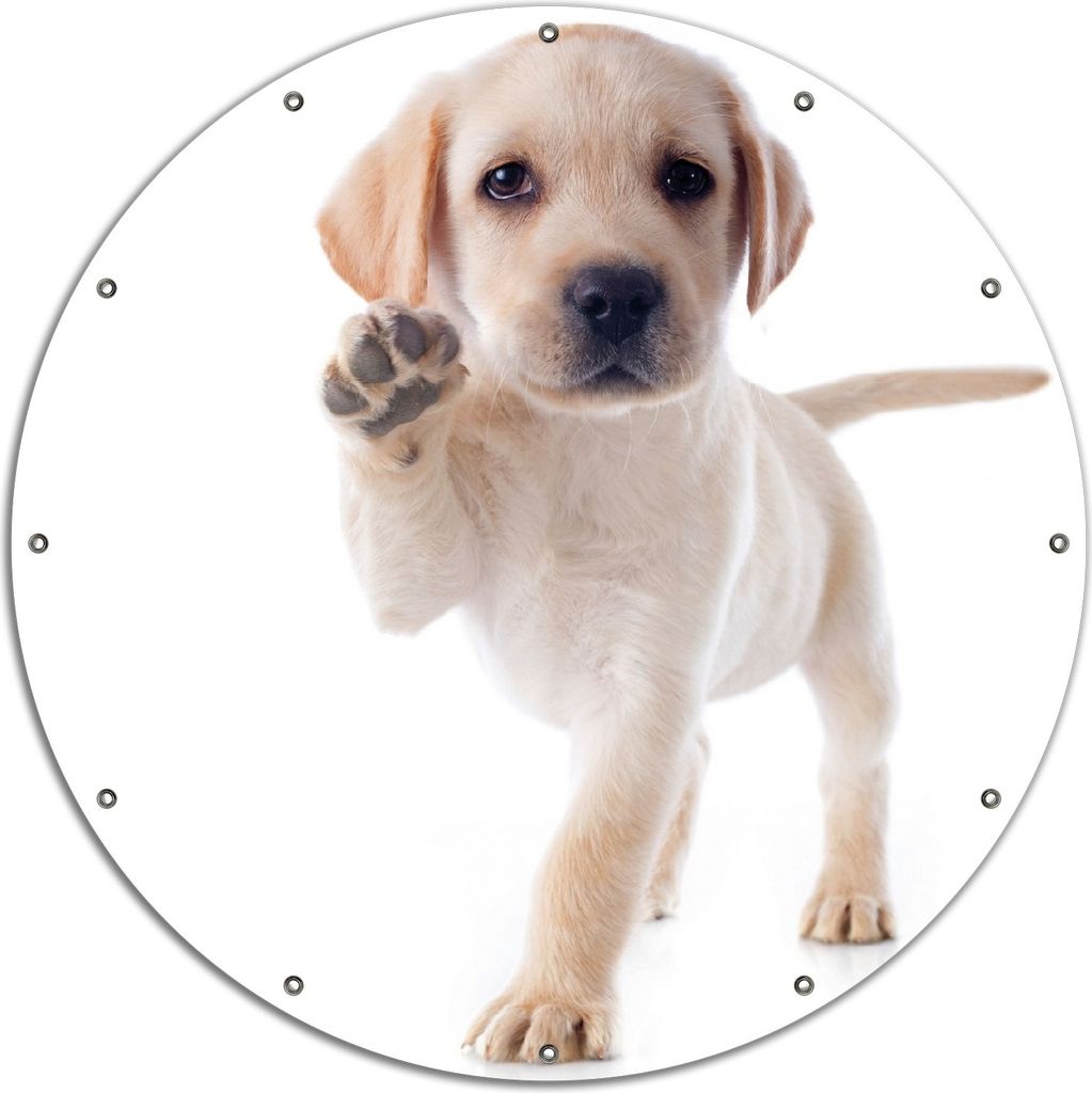 Wallario rundes Outdoor-Poster für Garten oder Balkon, Motiv Süßer Labrador-Welpe sagt Hallo, 120 cm Durchmesser