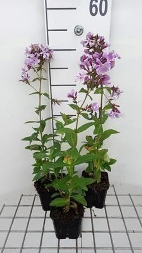 Phlox Franz Schubert vivace rustique - 6 plants pour jardin fleuri