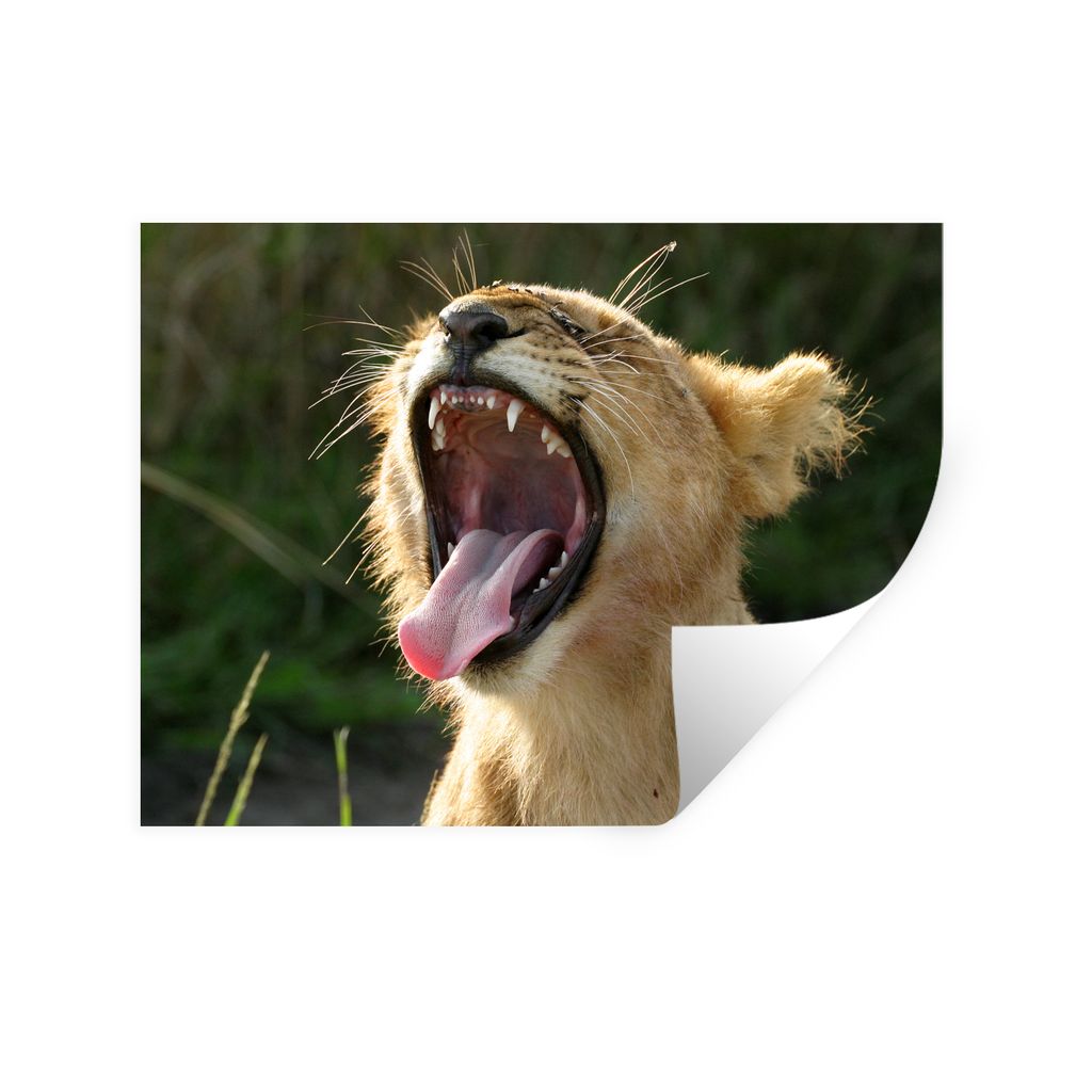 MuchoWow Wandtattoo Wandsticker Wandaufkleber Natur - Löwe - Junge 80x60 cm Selbstklebend und Repositionierbar - Faltenfrei