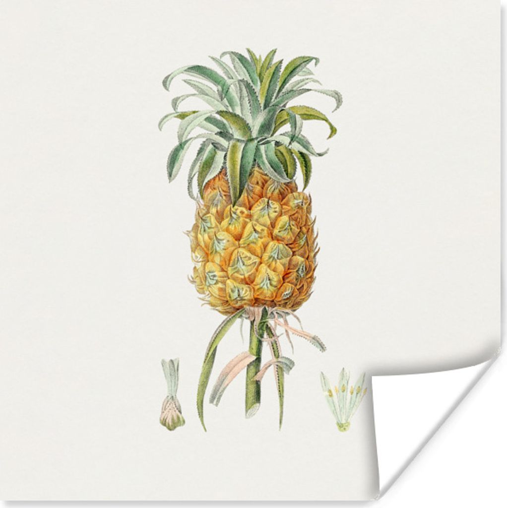 MuchoWow Poster Ananas - Frucht - Pflanze 75x75 cm - Wand Dekoration